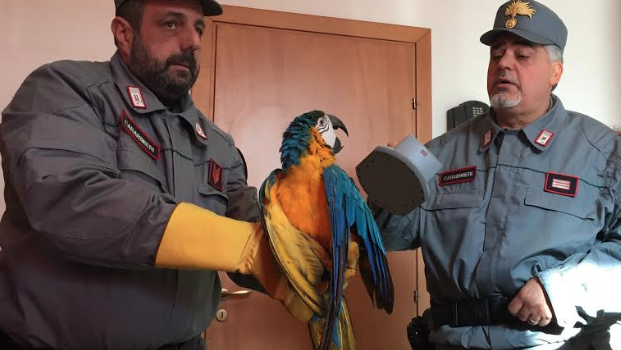 pappagallo smarrito