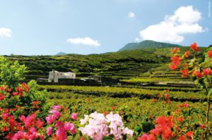 Rimboschimento e biodiversità Pantelleria
