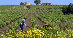 Agricoltura, dopo 30 anni la Sicilia avrà un nuovo Piano vitivinicolo regionale
