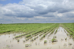 Agricoltura, danni per le forti piogge di maggio: approvato lo stato di calamità