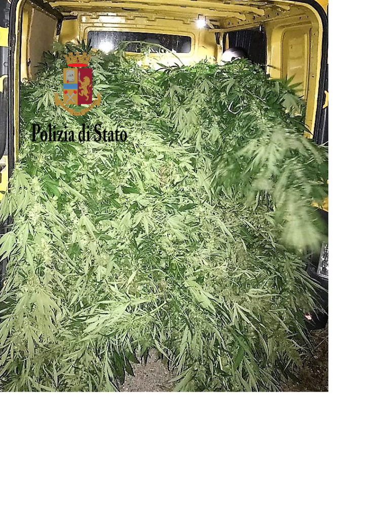Scoperta piantagione di Marijuana