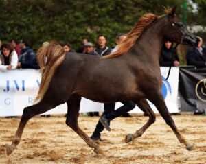 "Fiera mediterranea del cavallo" per la prima volta all'ippodromo di Palermo