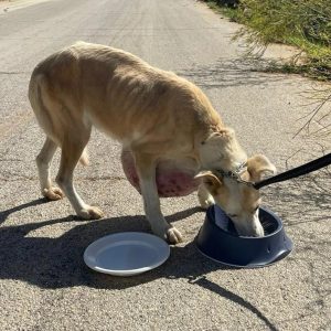 Oasi Ohana di Santa Margherita di Belice: recuperata cagnolina con un tumore enorme