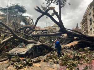 Cade grosso albero su auto in transito a Palermo, tragedia sfiorata
