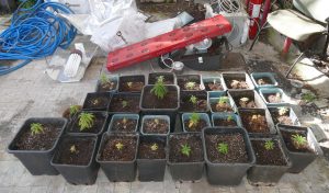 Scovata coltivazione di cannabis indoor ad Acireale