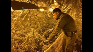 Palermo, scoperta una piantagione di marijuana a Ballarò