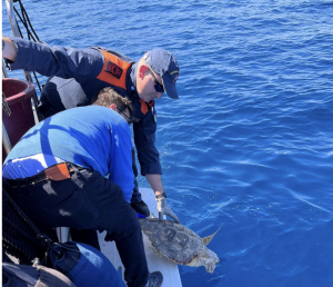Rilasciata in mare una tartaruga “caretta caretta” a Palermo