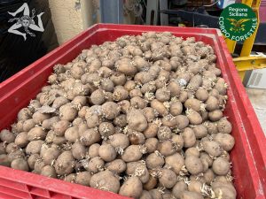 Smaltite 16 tonnellate di patate sequestrate dal Corpo Forestale della Regione
