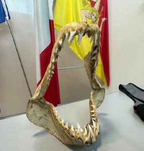 Aeroporto di Palermo, sequestrata mascella di uno squalo Mako