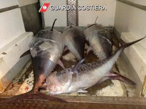 Sequestrati 8 esemplari di tonno rosso per un peso di 1.800 Kg