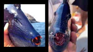 Pesce dracula di profilo e di fronte - foto X - SiciliaNews24.it