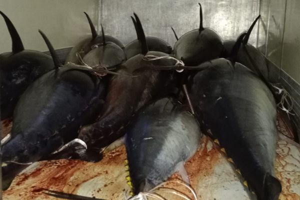 La Guardia Costiera di Palermo sequestra oltre 22 tonnellate di tonno rosso
