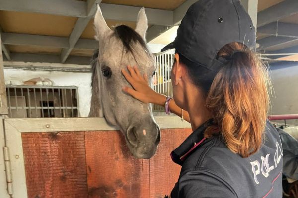 Cavallo nel garage, 42 di Acireale denunciato per maltrattamento