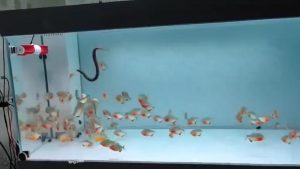 Un anguilla nell'acquario - fonte_X - sicilianews24.it