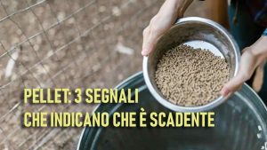 Pellet scadente, ecco come riconoscerlo - fonte pexels - sicilianews24.it