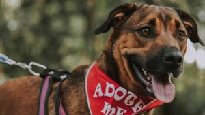 Se adotti un cane, lo Stato ti paga