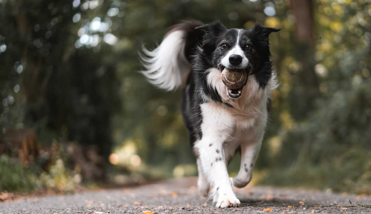 “Se adotti un cane guadagni 550 euro”, ti godi un amico per la vita e ti pagano pure | Non ti poteva andare meglio