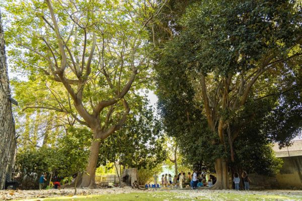 Atelier nel Bosco, a Catania il primo asilo gratuito per bambini disabili