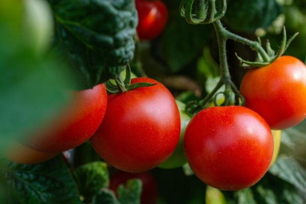 Coltivazione abusiva di pomodori, nuova frode smascherata da Aib