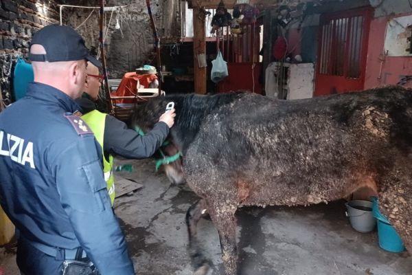 Cavalla maltrattata e destinata alla macellazione, salvata dalla polizia