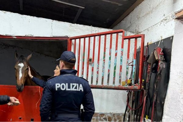 Catania, salvati 5 cavalli destinati alle corse clandestine