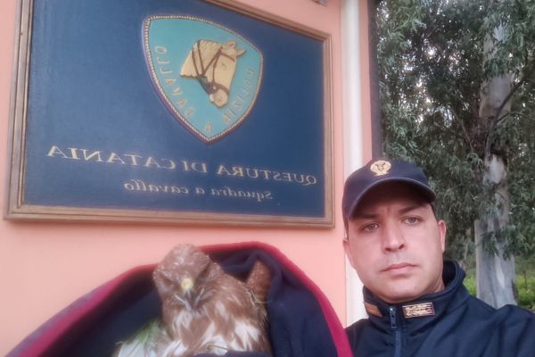 La polizia di Catania salva una poiana ferita a un’ala