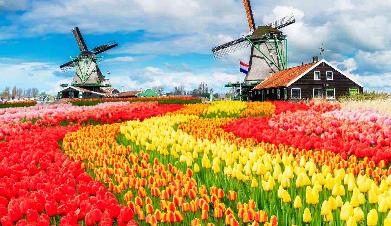 Olanda - fonte_Canva - Sicilianews24.it
